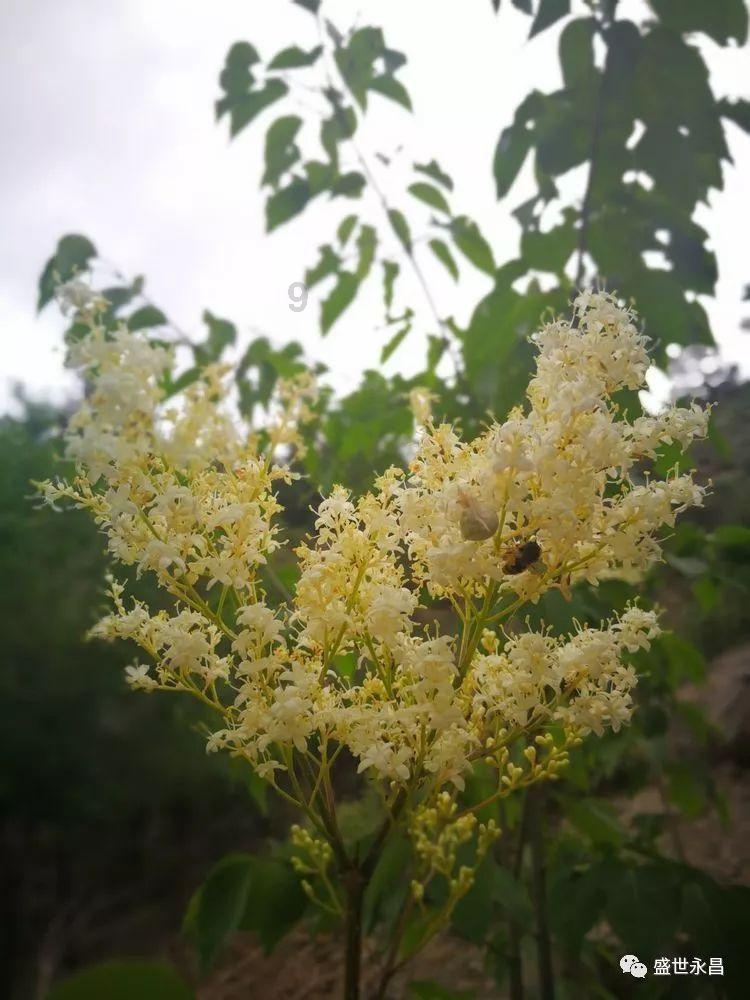 植物大战僵尸5